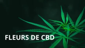 Feuille de chanvre sur fond noir