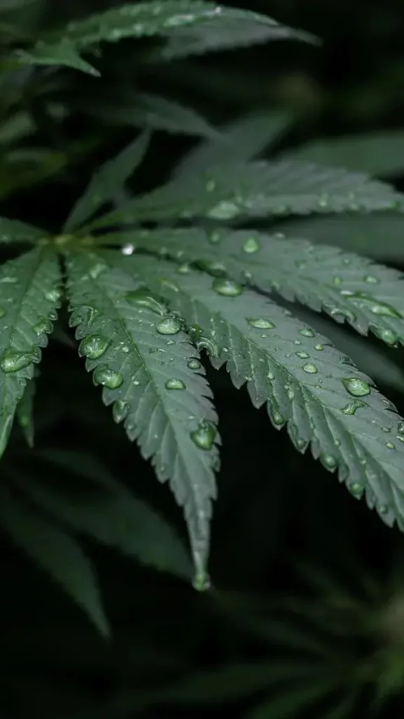 Feuille de chanvre cbd