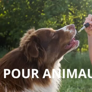 CBD pour Animaux