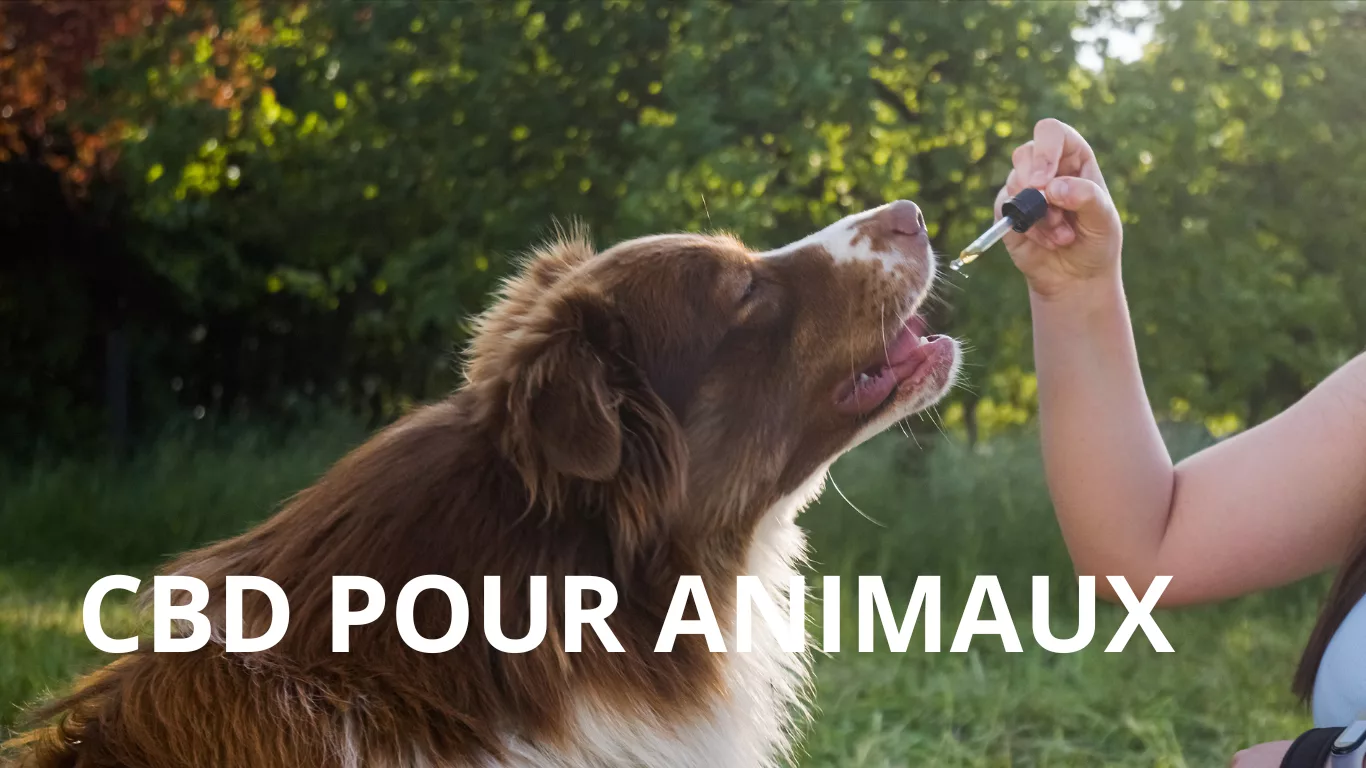 cbd-pour-animaux