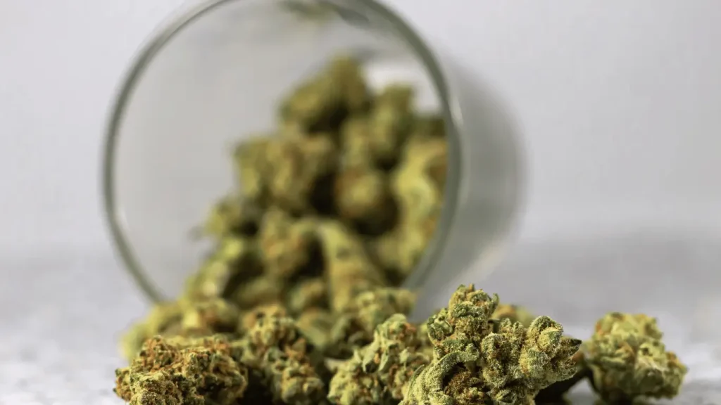 Comment choisir une fleur CBD - culture, taux et arômes