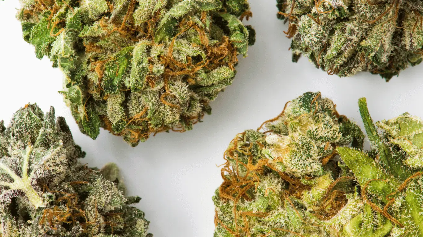Fleur CBD - qu’est-ce que c’est et comment la choisir