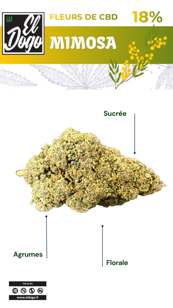 Mimosa cbd fleurs el dogo cbd shop