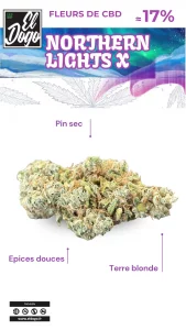 Northern Lights X -Promo