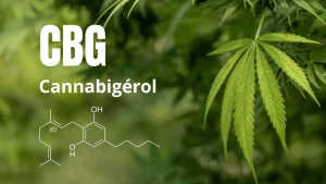 CBG Cannabigérol