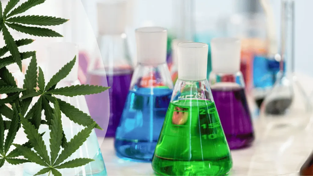 Cannabinoïdes naturels - pourquoi El Dogo fait le choix du chanvre sans synthèse
